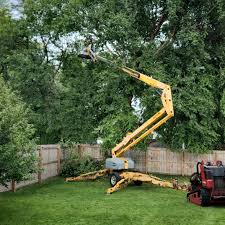 How Our Tree Care Process Works  in Belwood, NC